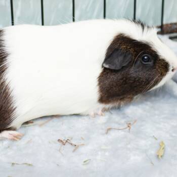 Rescue Guinea Pig Guinea Pigs for Adoption in Middletown, Rhode Island - Gus | PetCurious